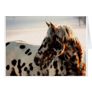Rusty the Appaloosa