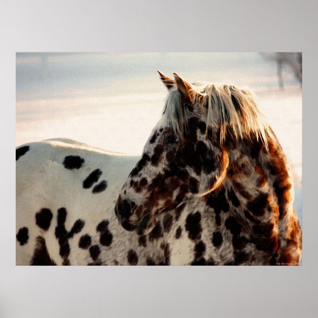 Rusty the Appaloosa Poster (Vorne)