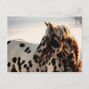 Rusty the Appaloosa Postkarte