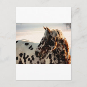 Rusty the Appaloosa Postkarte