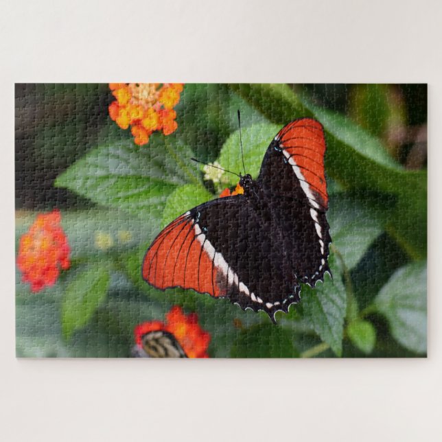 Rusty Zapper Page Butterfly . Puzzle (Horizontal)