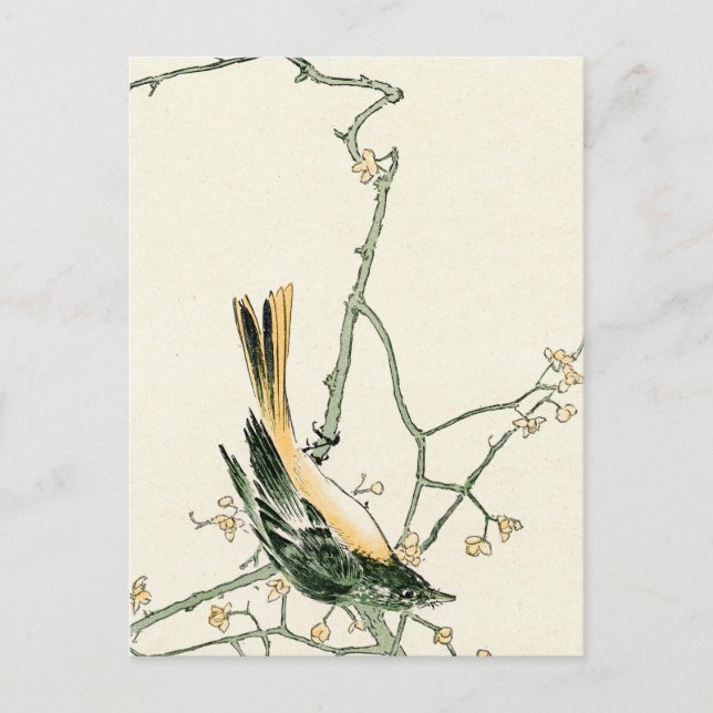 Ruticilla aurorea auf Pflaumenzweig - japanische K Postkarte (Vorderseite)