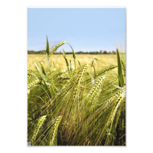 Rye Fotodruck