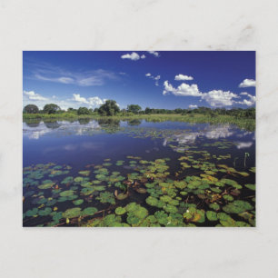 S.A., Brasilien, Wasserstraßen in Pantanal Postkarte