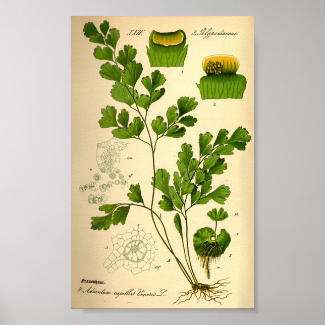 S. Maidenhair Fern (Adiantum capillus-veneris) Poster (Vorne)