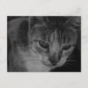 S/W - Cool aussehende Katze Postkarte