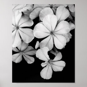 s/w-Postkarte Poster