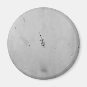 S/W - Spinne und ihre Babys Magnet