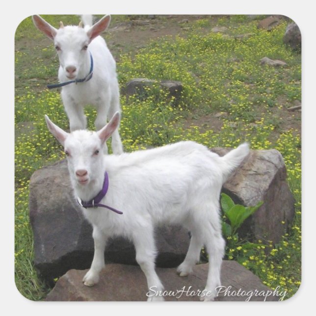 Saanan Goat Kids ~ Quadratischer Aufkleber (Vorderseite)