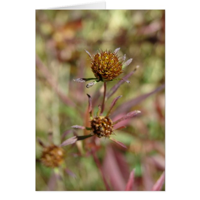 Saatgut der Veränderung (Vorne)