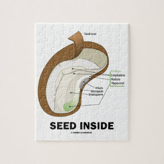 Saatgut im Innern (Anatomie der Dicotyledon-Bean-P Puzzle