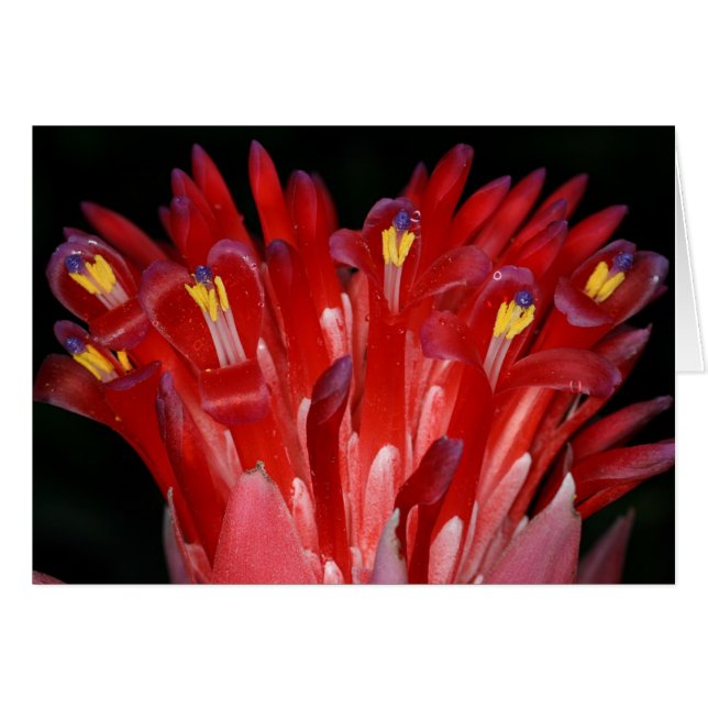 SABA: Billbergia pyramidalis (Vorderseite (Horizontal))