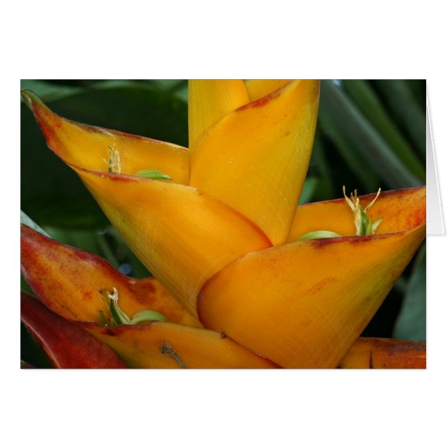 SABA: Heliconia caribbaea (Vorderseite (Horizontal))