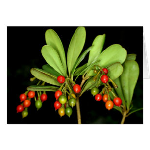 SABA: Jacquinia arborea