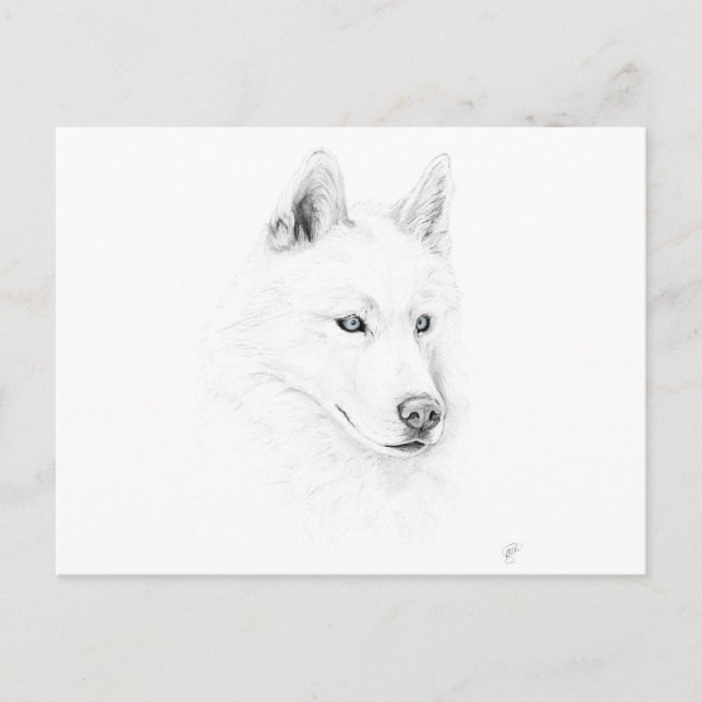 Saber A Siberian Husky Zeichne Art Blue Eyes Postkarte (Vorderseite)