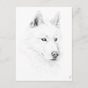 Saber A Siberian Husky Zeichne Art Blue Eyes Postkarte
