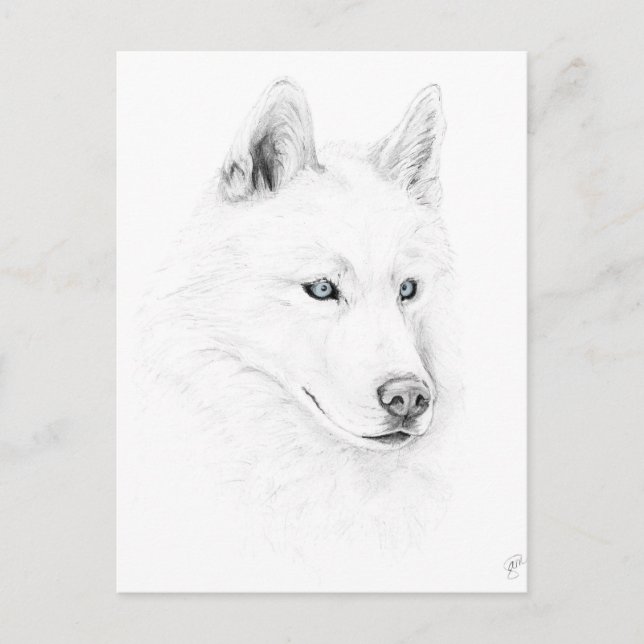 Saber A Siberian Husky Zeichne Art Blue Eyes Postkarte (Vorderseite)