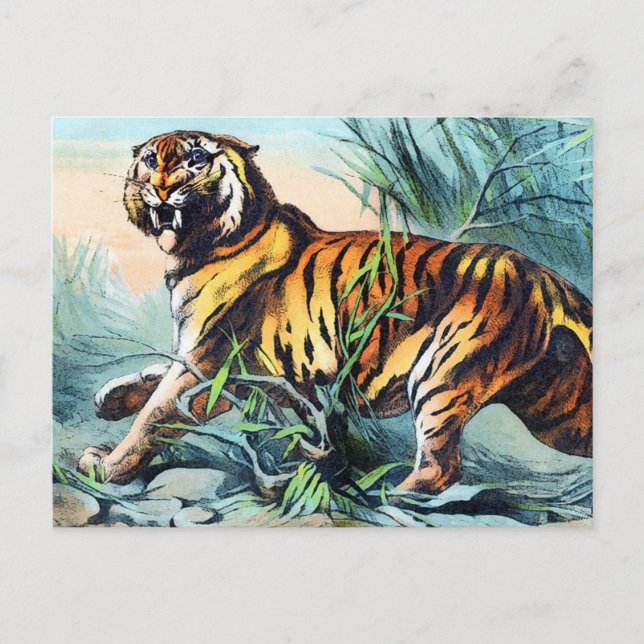 Saber Toothed Tiger Postkarte (Vorderseite)