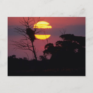 Sabi River at Sunset, Kruger National Park Postkarte