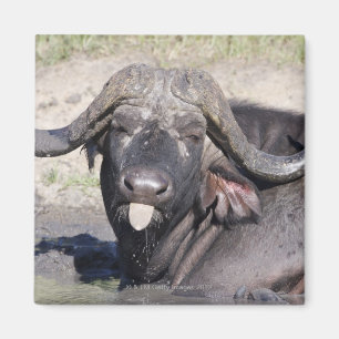 Sabi versandet Erhaltung, Mpumalanga-Provinz, 2 Magnet