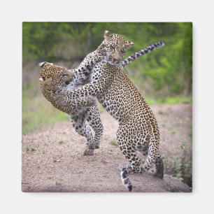 Sabi versandet Erhaltung, Mpumalanga-Provinz, Magnet