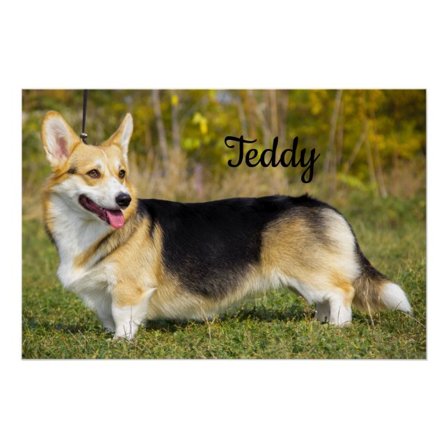 Sable Cardigan Welsh Corgi Dog Poster (Vorderseite)