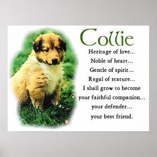 Sable Collie Geschenke Poster