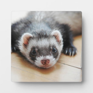 Sable Ferret Fotoplatte