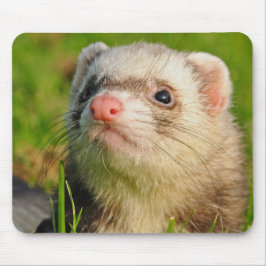 Sable Ferret im Gras Mousepad