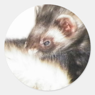Sable Ferret Picture Runder Aufkleber