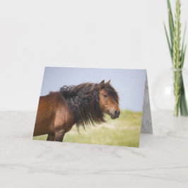 Sable Island Hengst - Wilde Pferde - Greycard Karte
