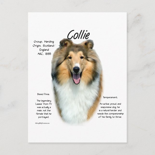 Sable Rough Collie Begegnung mit der Rasse Postkarte (Vorderseite)