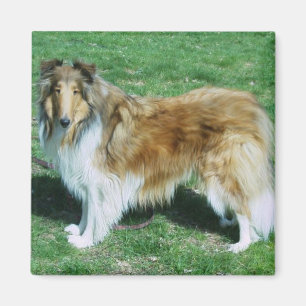 Sable Rough Collie Magnet