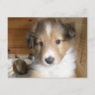 Sable Sheltie Pup Postkarte