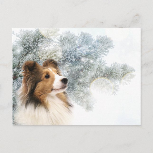 Sable Sheltie Weihnachten (Vorderseite)