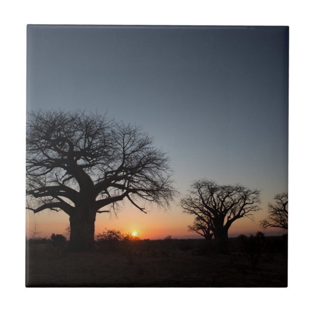Sacred Baobabs Fliese (Vorderseite)