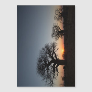 Sacred Baobabs Magnetkarte