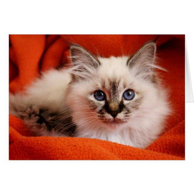 Sacred Birman Kitten (Vorderseite (Horizontal))