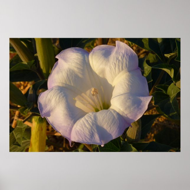 Sacred Datura Blume Wüste Wildblume Poster (Vorne)