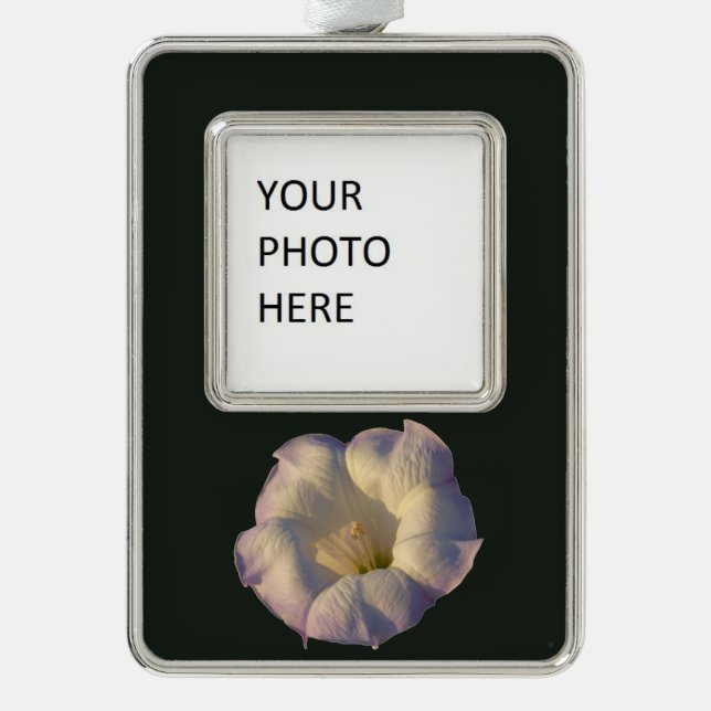 Sacred Datura Blume Wüste Wildblume Rahmen-Ornament Silber (Vorderseite)