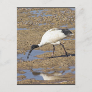 Sacred Ibis Postkarte