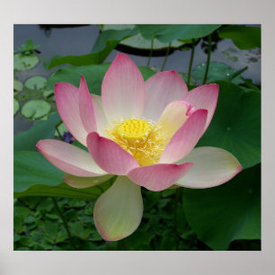 Sacred Lotus Blume Nelumbo Nucifera Poster