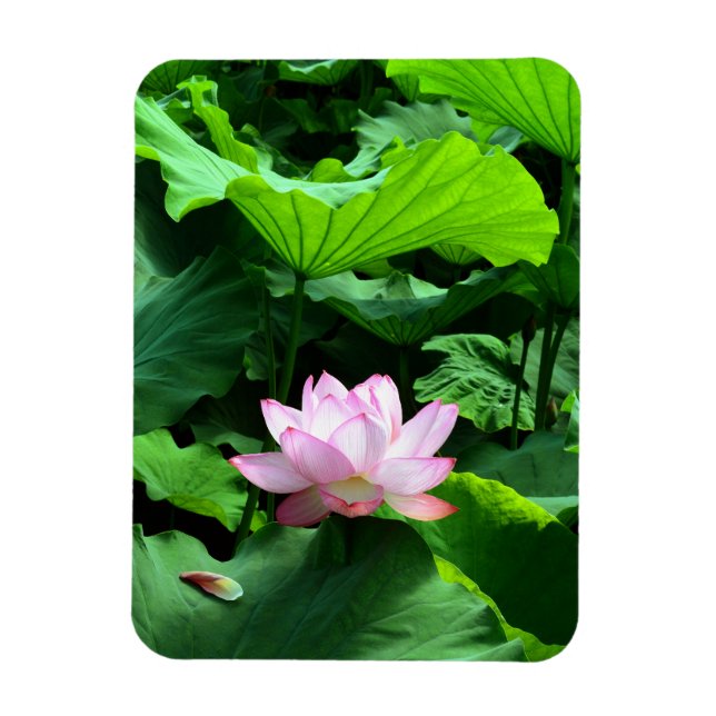 Sacred Lotus: Japan Magnet (Vertikal)