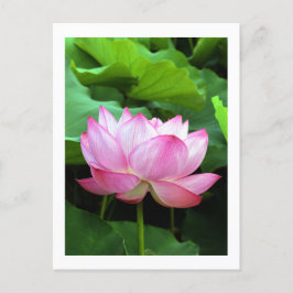 Sacred Lotus: Japan Postkarte