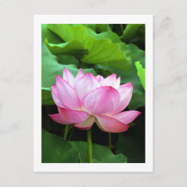 Sacred Lotus: Japan Postkarte