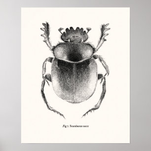 Sacred Scarab - Scarabaeus sacer Poster
