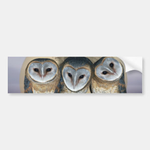 Sacro Owl North Amerikanische Ureinwohner Autoaufkleber