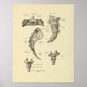 Sacrum Coccyx Anatomie Wirbelknochen drucken Poster