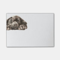 Sad Black Labrador Retriever Hund Tier Tier