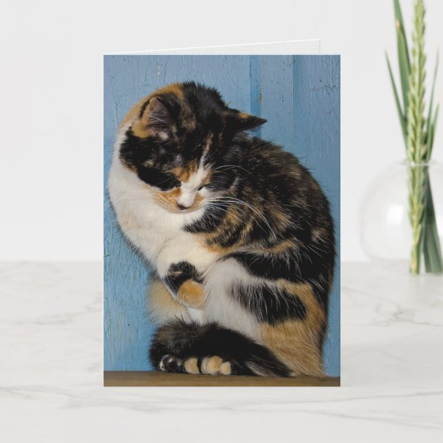 Sad Calico Cat verspätete Geburtstag Karte (Vorderseite)